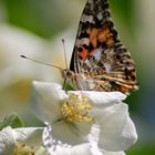 Wie ein Schmetterling 