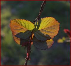 Wie ein Schmetterling