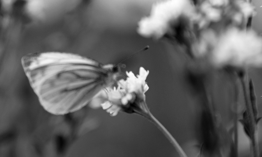 wie ein Schmetterling......