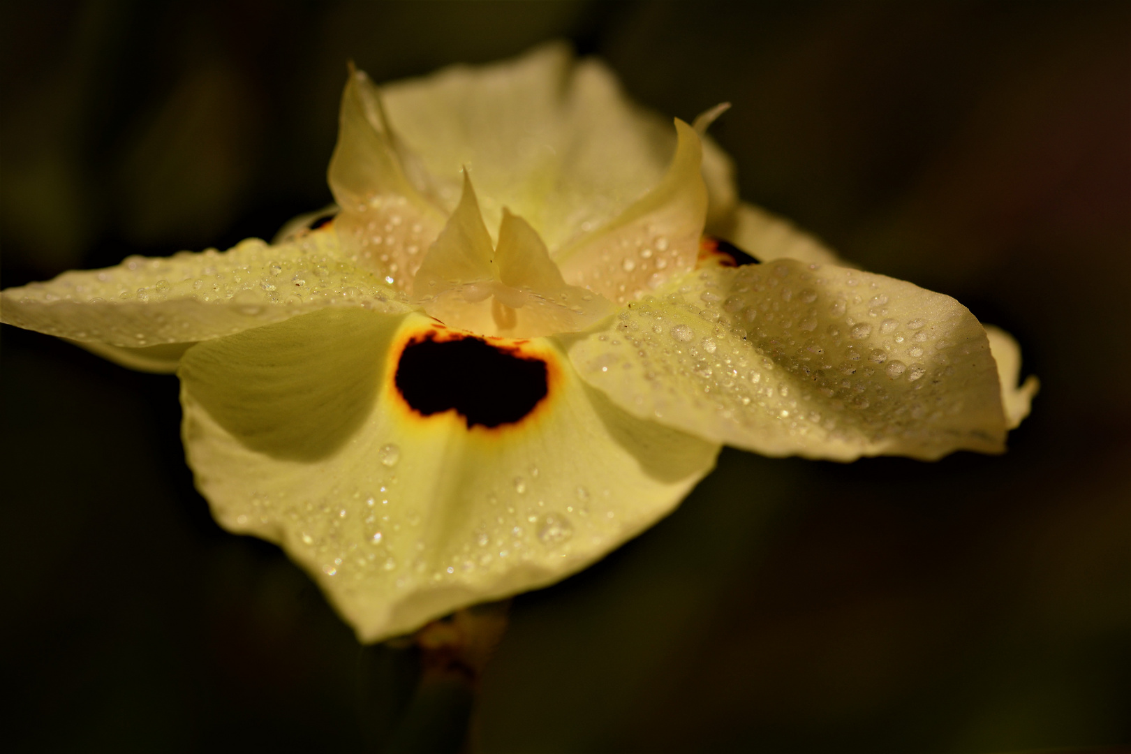 Wie ein Schmetterling