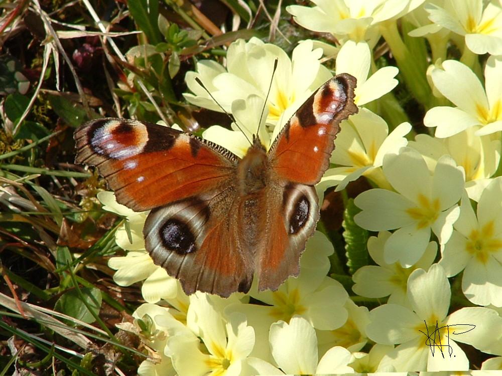 Wie ein Schmetterling im Wind