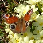 Wie ein Schmetterling im Wind