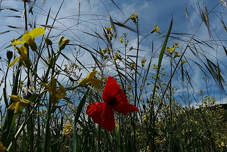 Wie ein Schmetterling im Wind....