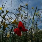 Wie ein Schmetterling im Wind....