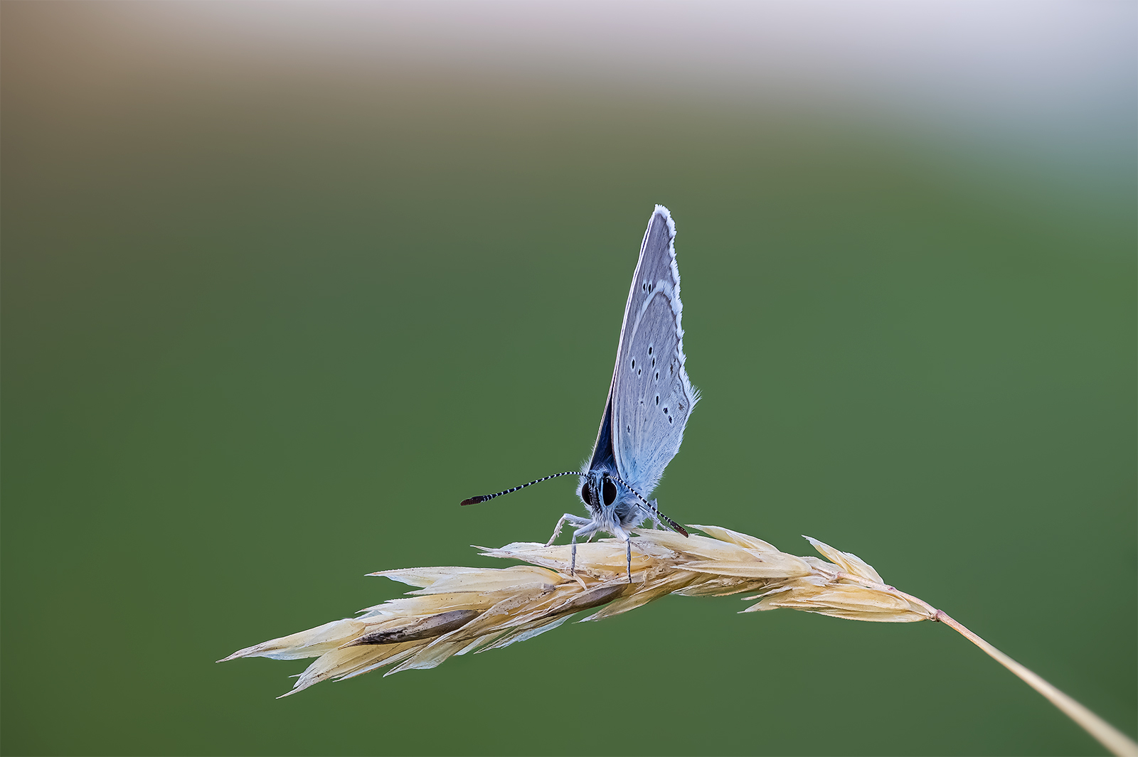 "Wie ein Segel im Wind........"