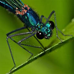 Wie ein Skateboarder: Junges Männchen der Gebänderten Prachtlibelle (Calopteryx splendens) . . .