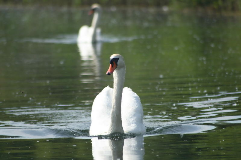 Wie ein spiegelbild, 2 Schwäne im See