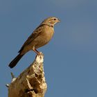 Wie ein stolzer Greifvogel...