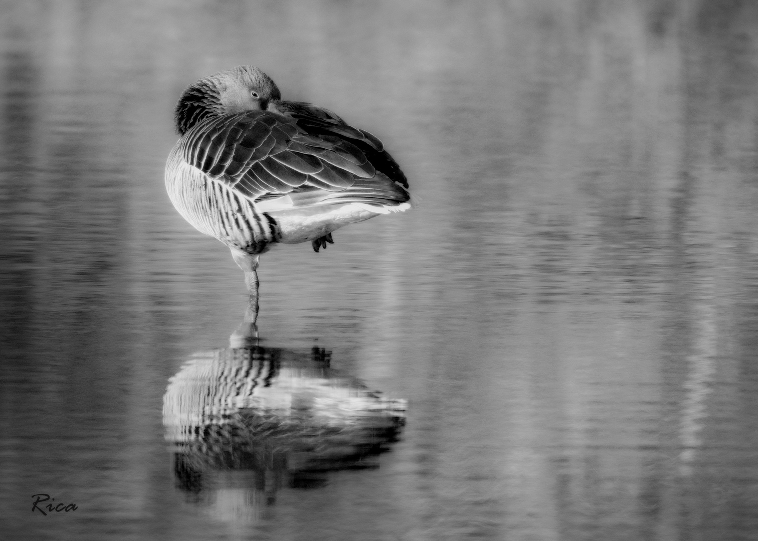 ...wie ein Storch