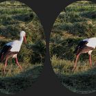 wie ein Storch im Salat ... 