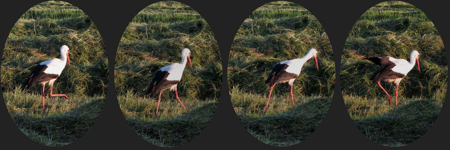 wie ein Storch im Salat ... 