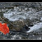 Wie ein Strudel saugt der Herbst die Blätter von den Bäumen