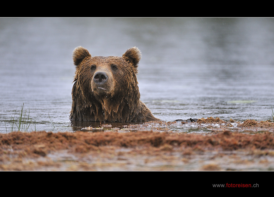 Wie ein Teddy-Bär