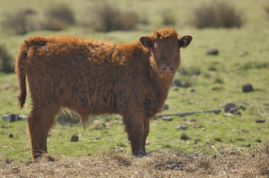 Wie ein Teddybärchen! Ein Bullenkalb vom Highlandrind.