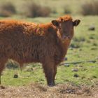 Wie ein Teddybärchen! Ein Bullenkalb vom Highlandrind.