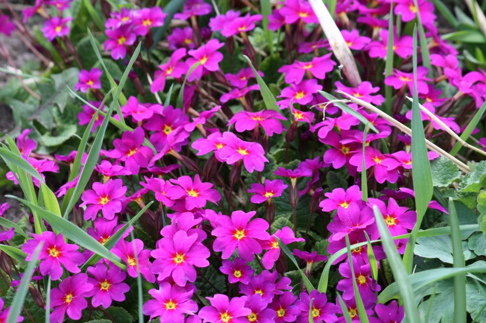 wie ein Teppich blühen sie im Garten