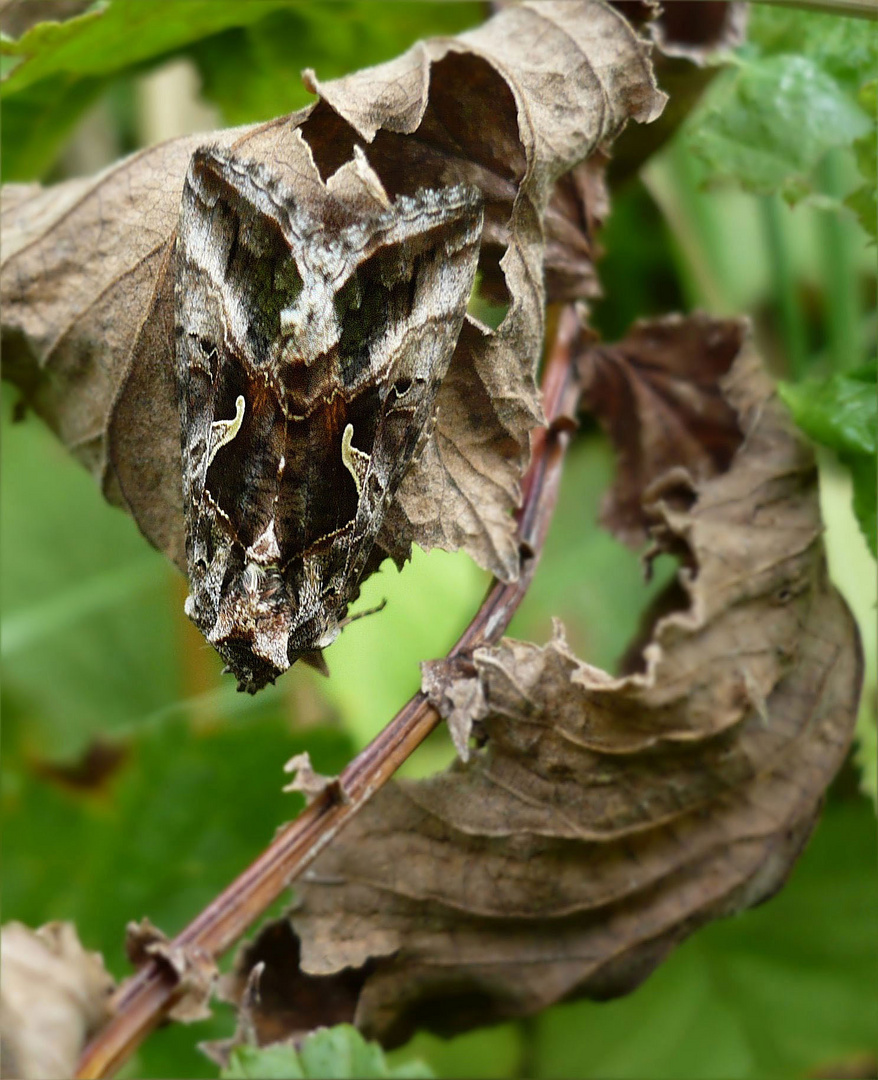 Wie ein trockenes Blatt