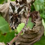 Wie ein trockenes Blatt