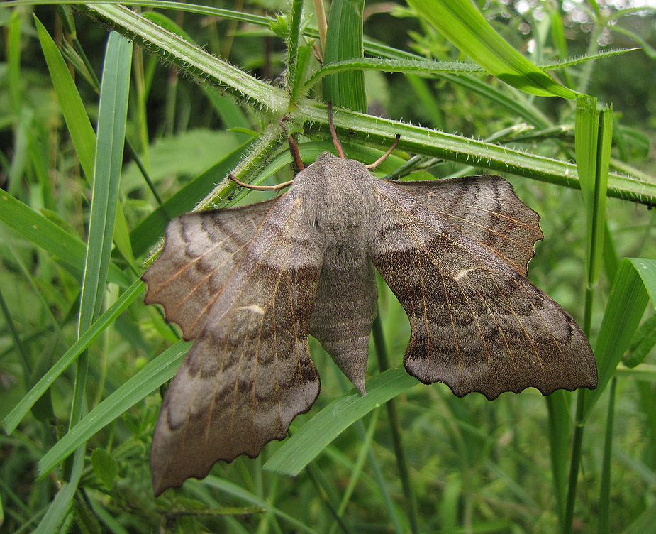 Wie ein trockenes Blatt