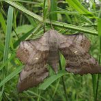 Wie ein trockenes Blatt