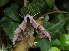 wie ein trockenes Blatt