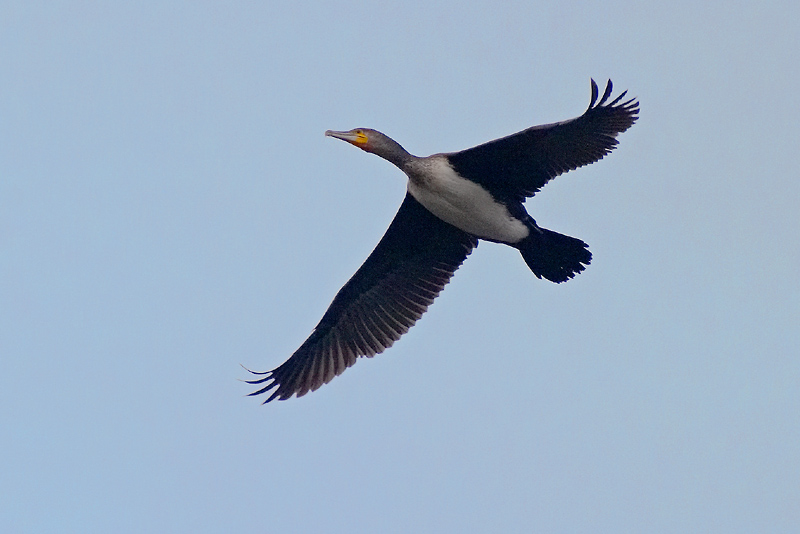 Wie ein Überflieger