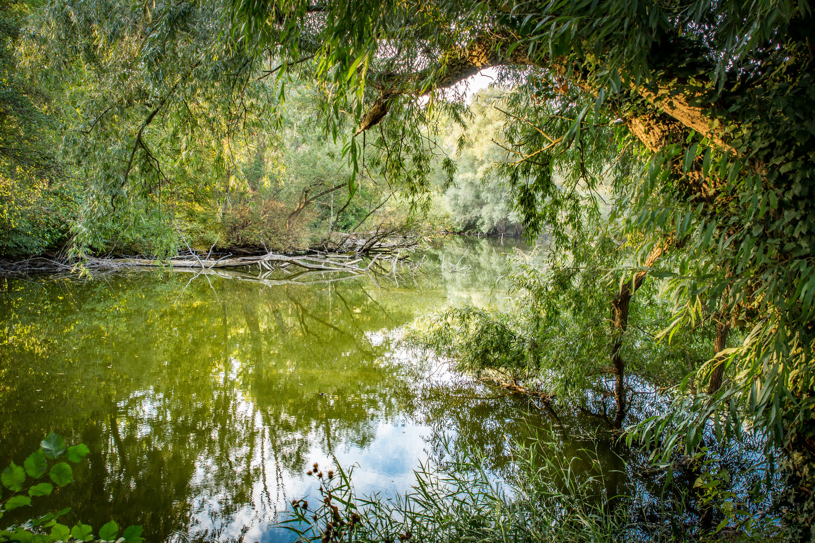 wie ein Urwald - Hannover