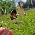 Wie ein Vogel -leider unscharf - war zu schnell wieder weg auf mein Hemd