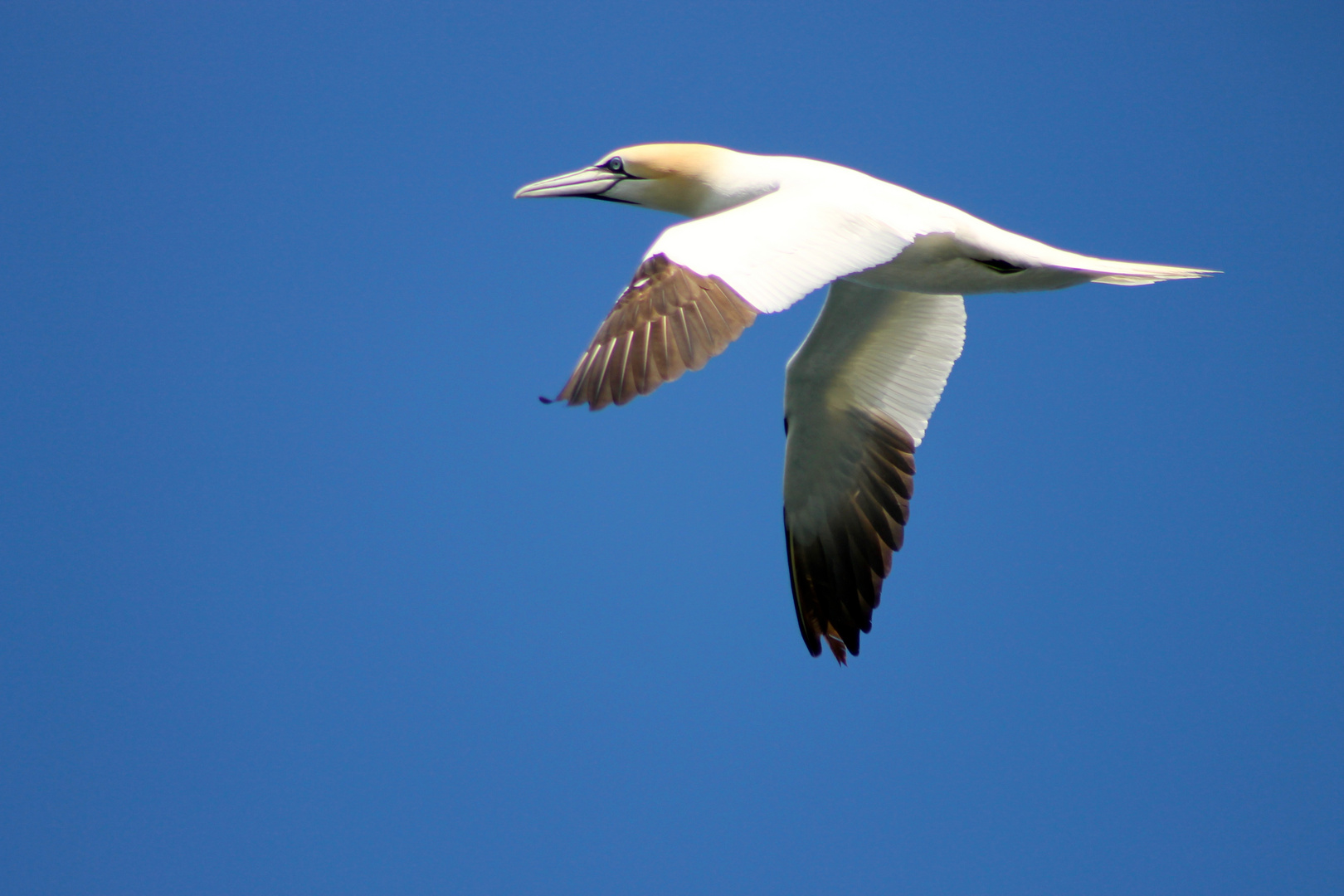 Wie ein Vogel so frei