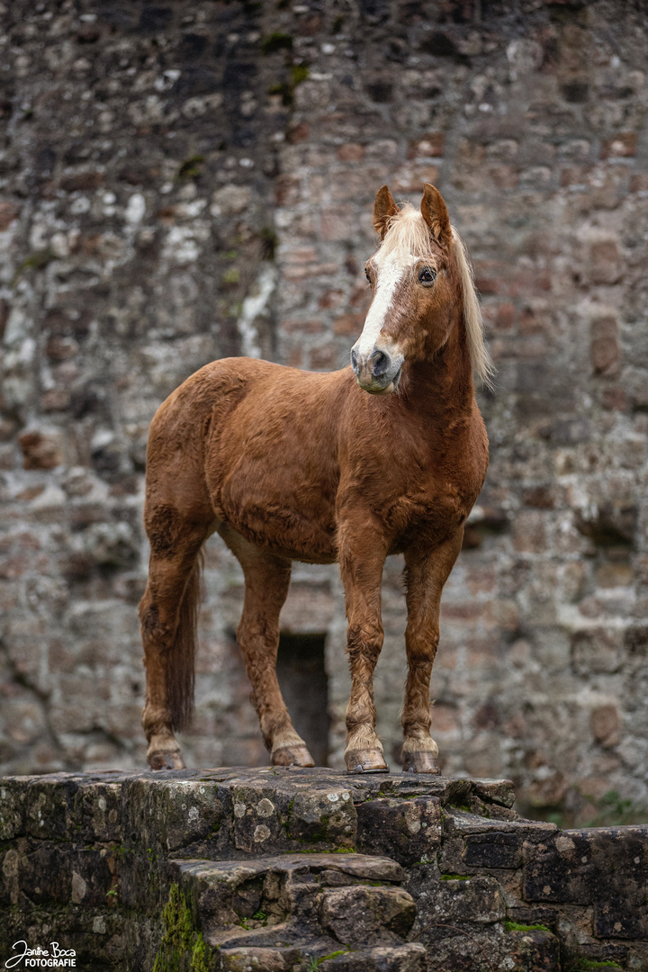 Wie ein Wächter der Burg..