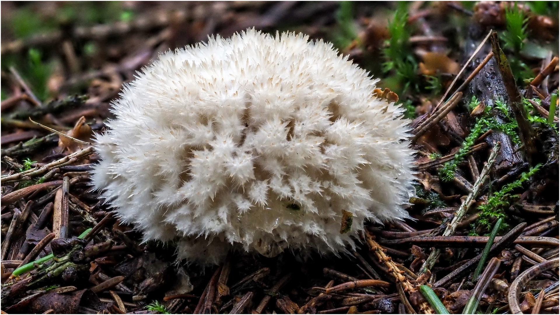 wie ein Wattebausch mit kleinen Stachel  .....