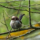 wie ein Watteknäul