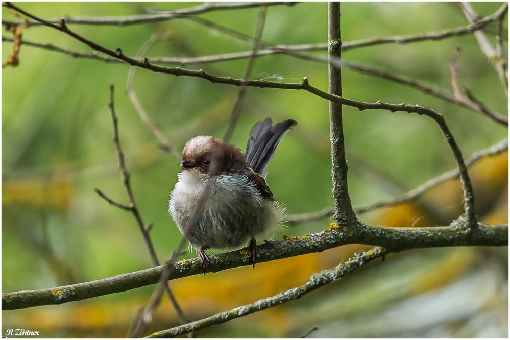 wie ein Watteknäul