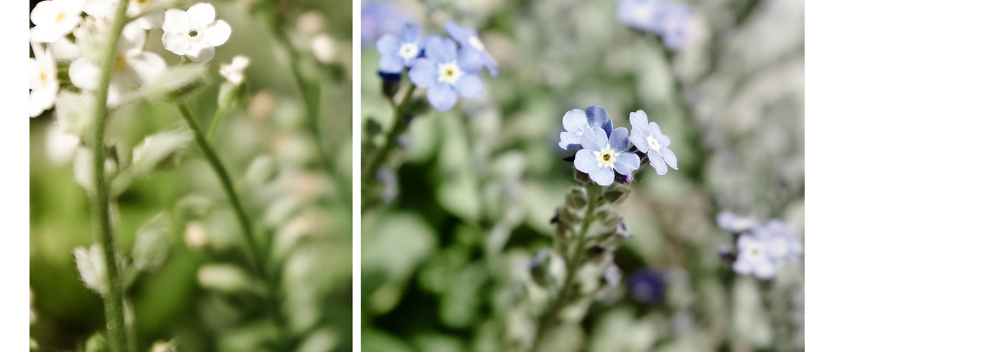 wie ein weiches Bett aus Blüten