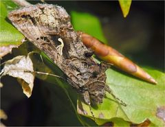 Wie ein welkes Blatt...  -  It looked like a wilted leaf...