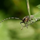 wie ein wilder Stier