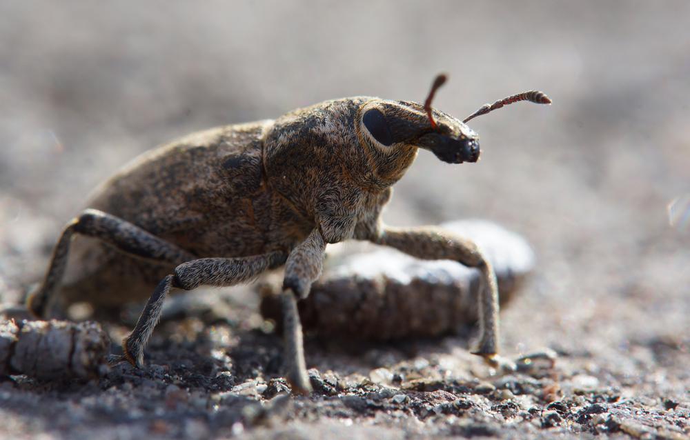 Wie ein wilder Stier