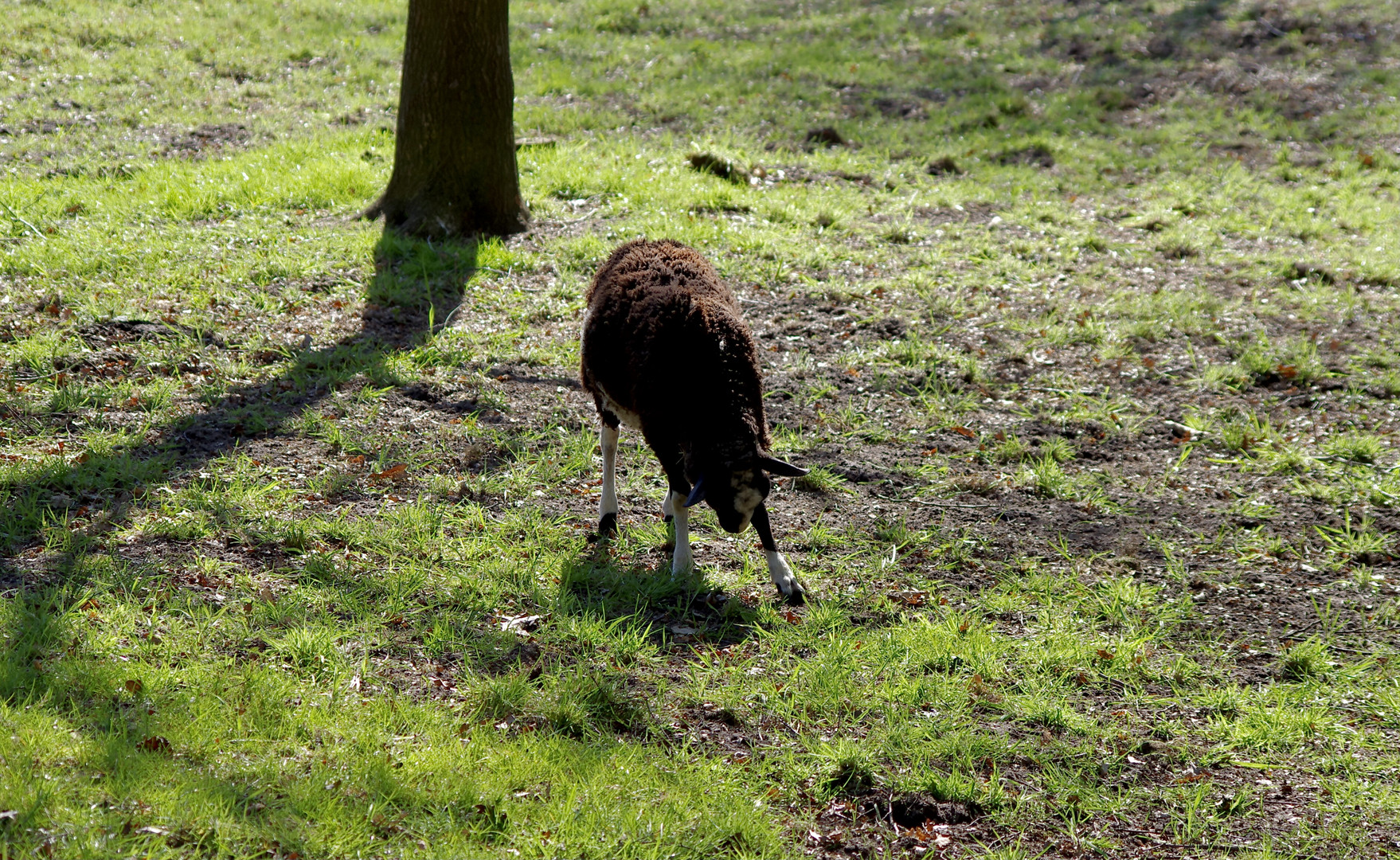 Wie ein wilder Stier...