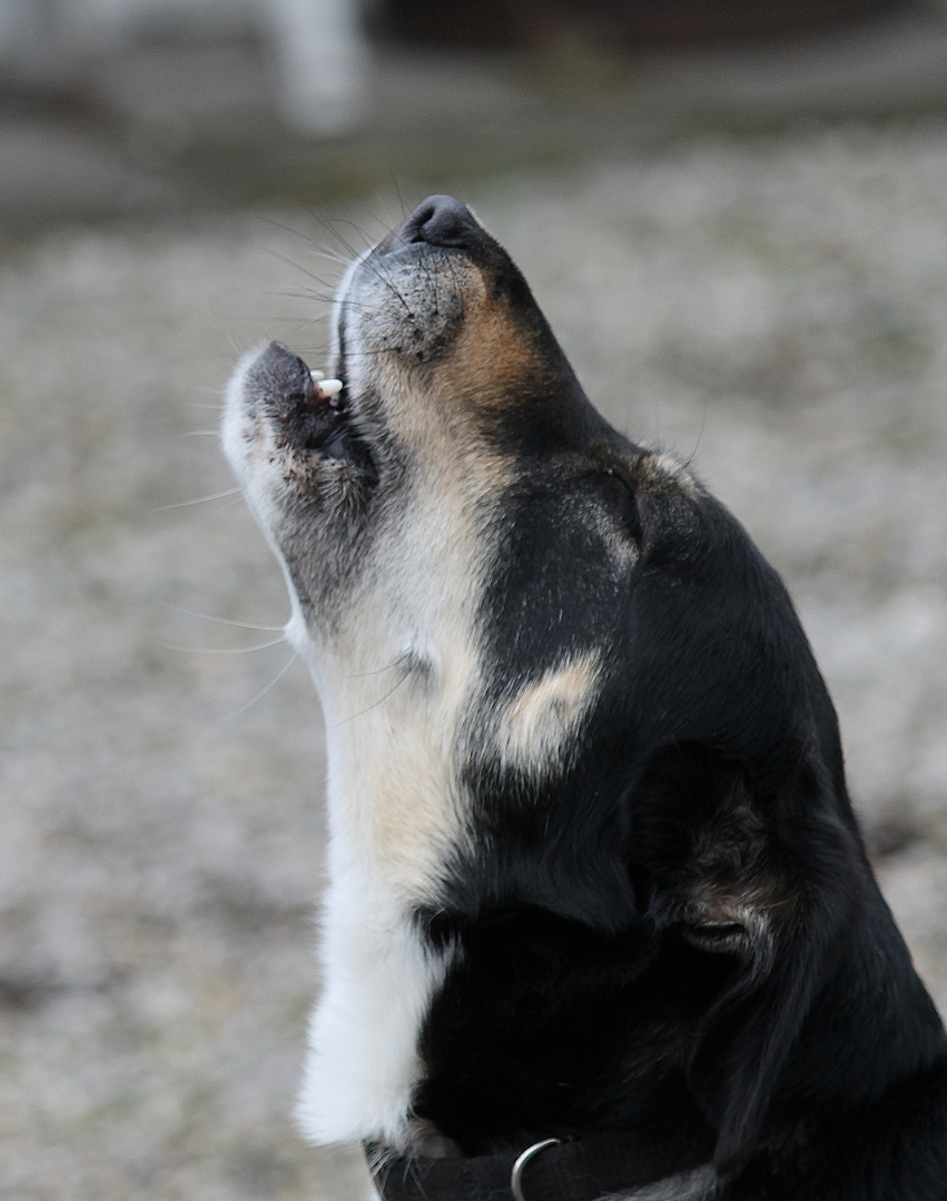 Wie ein Wolf..