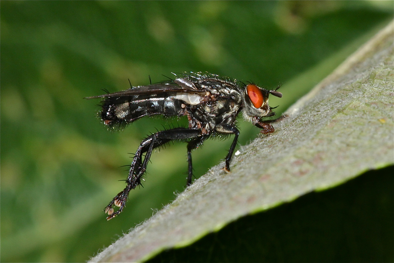 Wie ein Zirkuselefant bei seinen Kunststückchen stützt sich diese Fliege auf ihren Rüssel, . . .