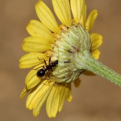 Wie eine Ameise sieht diese Wanzenlarve  aus der Familie der Sichelwanzen (Nabidae) aus.