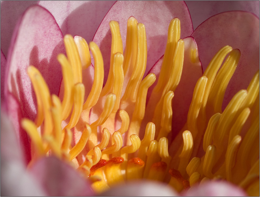 Wie eine Anemone