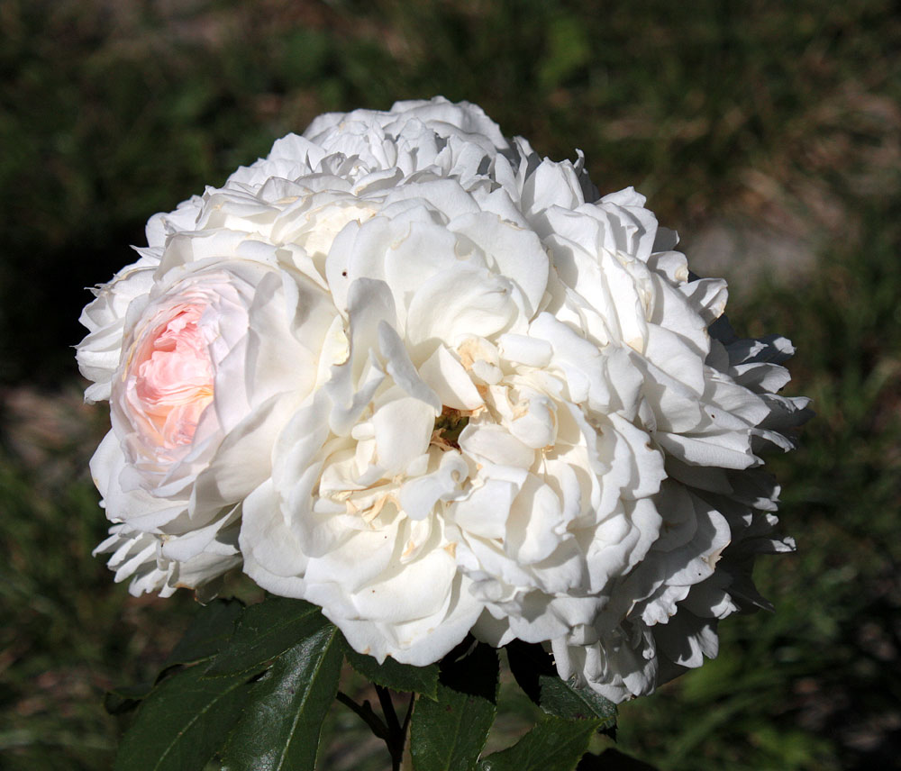 wie eine Art Schneeball aus Rosen