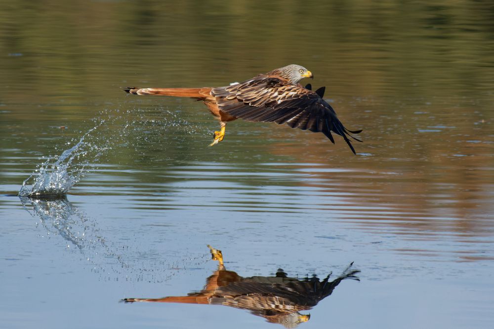 Wie eine Ballerina... Rotmilan ( Milvus milvus) mit Beute