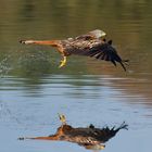 Wie eine Ballerina... Rotmilan ( Milvus milvus) mit Beute