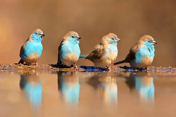 Wie eine Beat-Band der 60er Jahre (The Birds?)