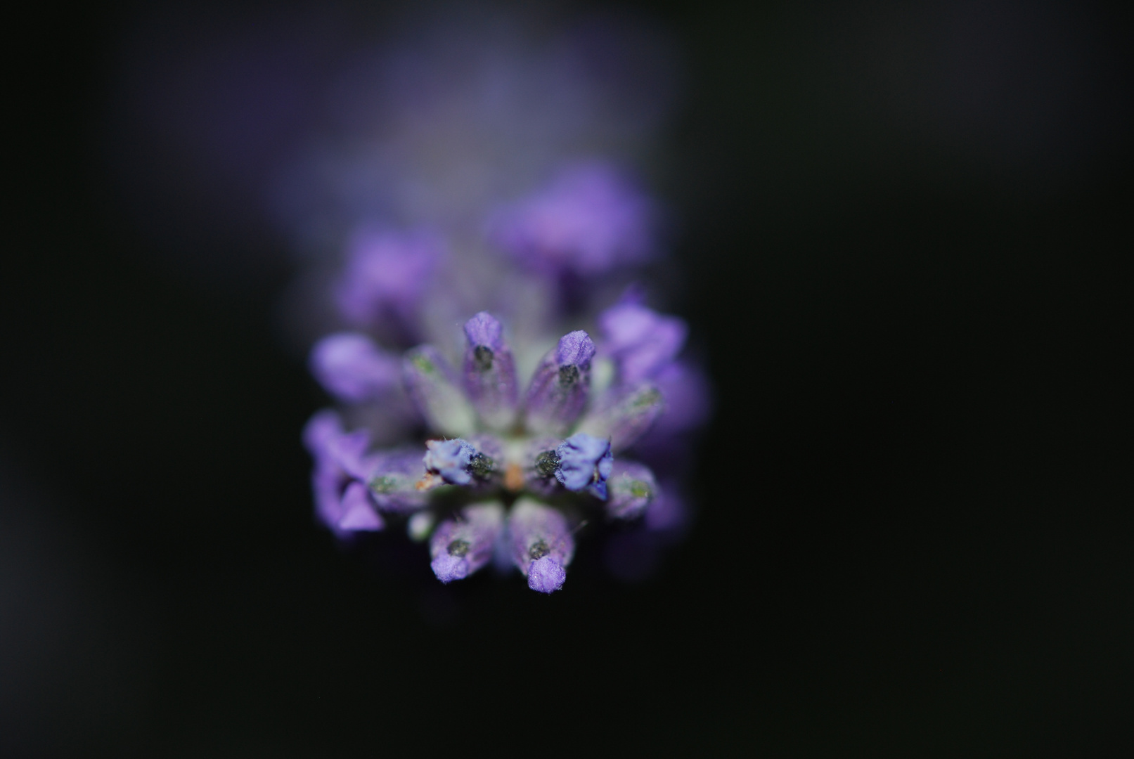 wie eine Blume so schön bei Nacht aussehen kann