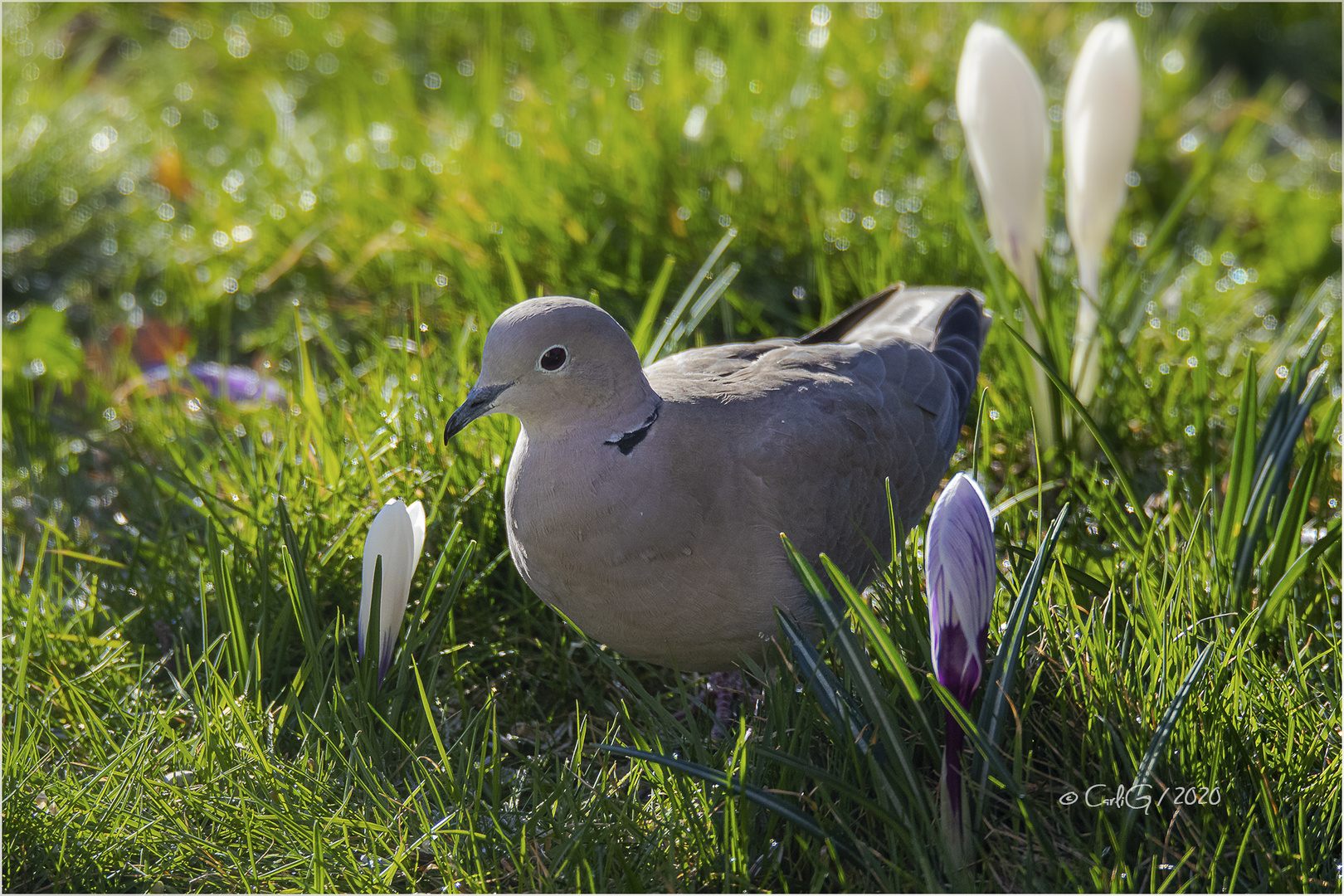 Wie eine Diva umrankt von Blüten 