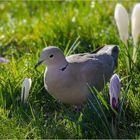 Wie eine Diva umrankt von Blüten 