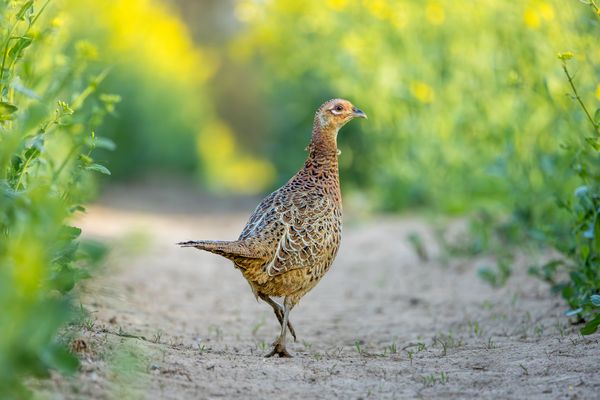 Wie eine echte Lady...